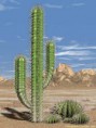 /album/fotogalerij/cactus-casence-jpg/